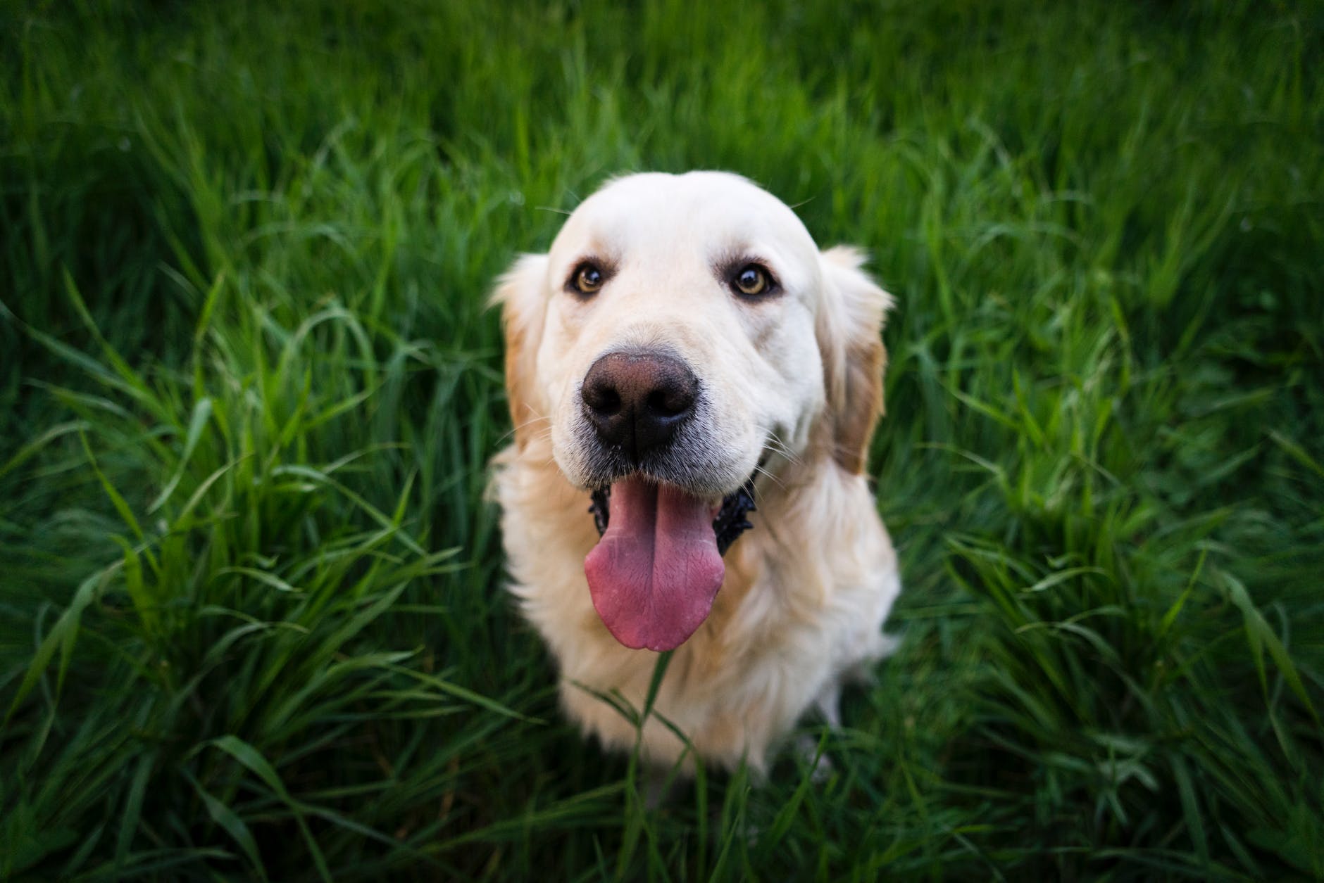 狗界戏精与暖男：淡水河岸的吉娃娃与黄金猎犬