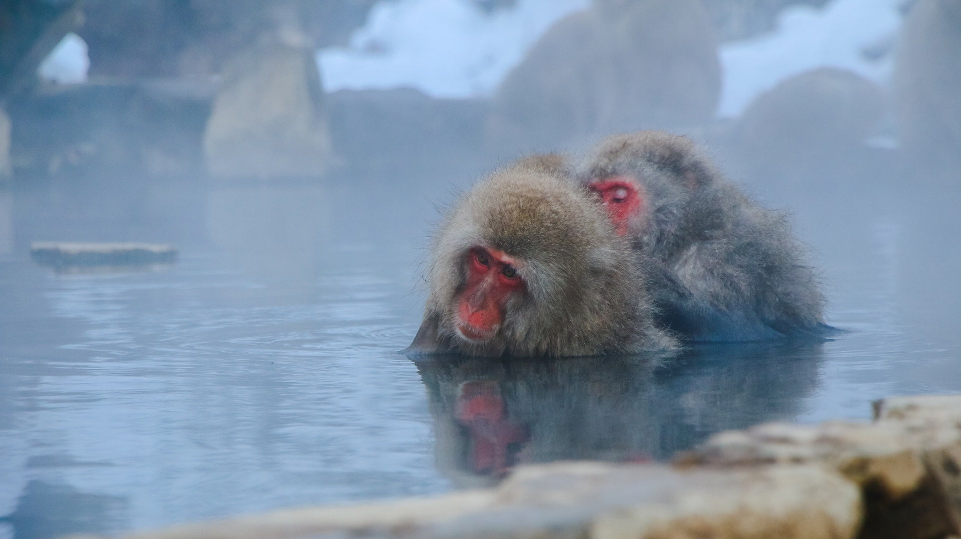 animals cute hairy monkey hot spring japan travel 1 1